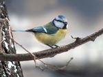 Лазоревка (блакитна синиця )
