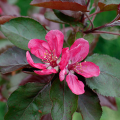Декоративна яблуня Malus Royalty