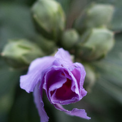 Надзвичайна.