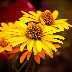 Літо яке завжди поруч.