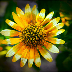 Гріє ніби Сонце.