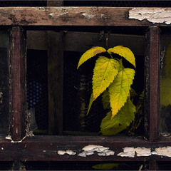 Настав час_Вивітряна деревина.