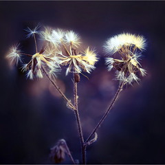 Останні акорди минулої осені.