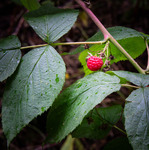Остання в цьому сезоні