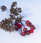 Зимовий букет