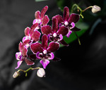 Червона орхідея