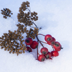 Зимовий букет