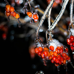 У крижаному полоні