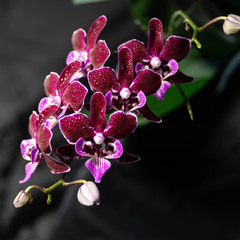 Червона орхідея