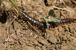 Scolopendra крымская