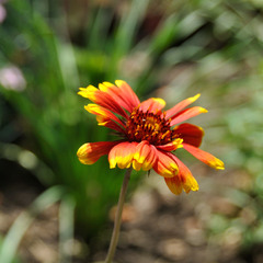 Просто цветок...