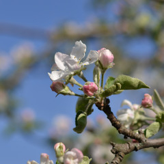 Яблони в цвету