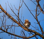 Спроба пера)