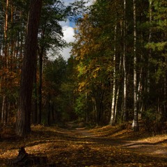 Осінь-чарівниця в старому лісі ожила