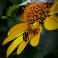 Триллер серед пелюсток