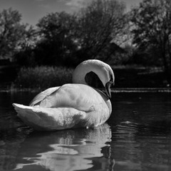 Біла грація