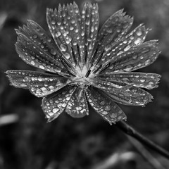 Осіння тиша на пелюстках