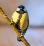 Синиця велика ...