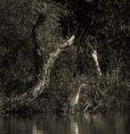 Чапля сіра …