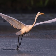 Біла грація ...