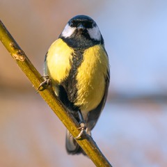 Синиця велика ...