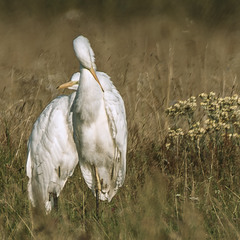 Мабуть таке кохання ...