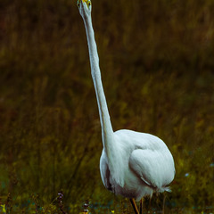 Зосереджена на полюванні …