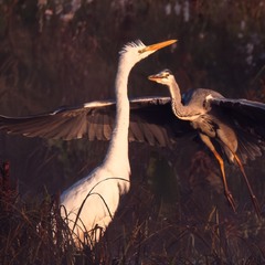 Ранок на болоті …