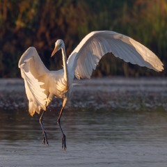 Чепура велика…