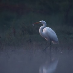 Чепура велика ...