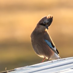 Сойка модниця …