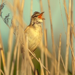 Спів очеретянки ...