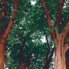 Анастасія та дерева