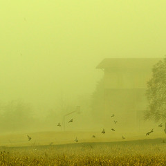 Желтый туман
