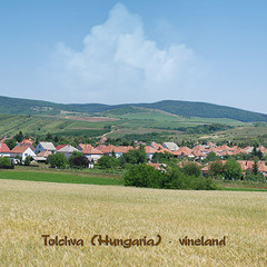 Тольчва (Венгрия) - колыбель токайского вина