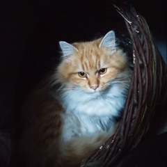 Мудрість у котячих очах