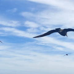 Політ без меж