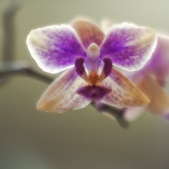 раннішня аура орхідеї