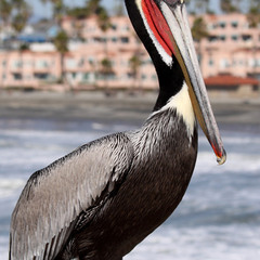 pelicano..