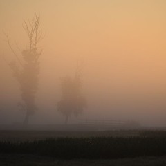 туманний ранок