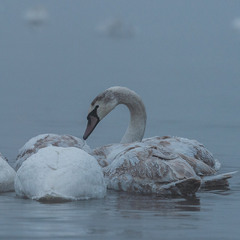 Холодрига...