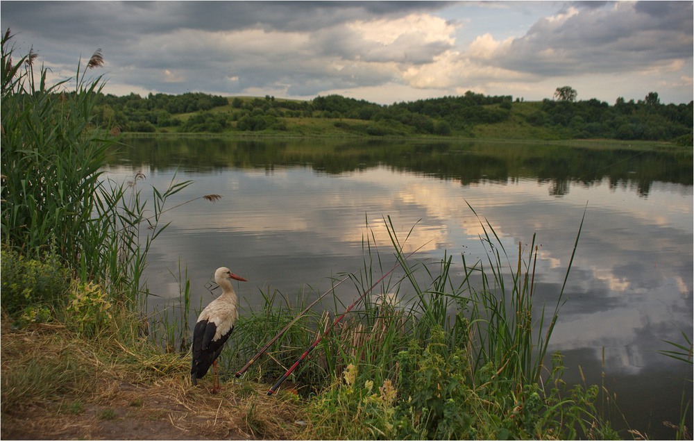 Природа видного. Природа Видное. Природа в Видном.