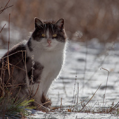 Солнечно-морозный кот