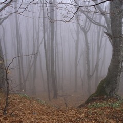 Таємничий ліс