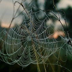 wide web