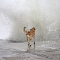 Собака, охраняющая людей от волн ... или волны от людей