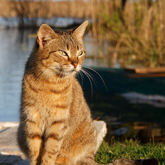 Кошка, Наблюдающая Закат Солнца
