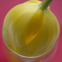 Коктейль из желтого тюльпана