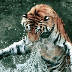тигр-полоскун