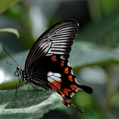 Butterfly-3